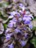 ajuga repens purpurea 2.JPG